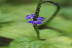 Stachytarpheta indica